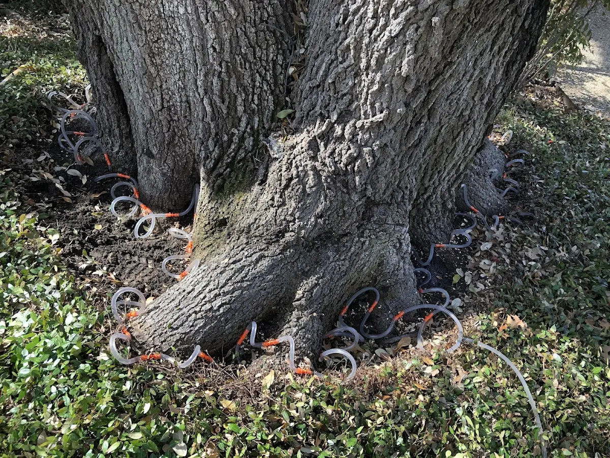 Detailed Tree Cabling and Bracing job site in Glen Oaks