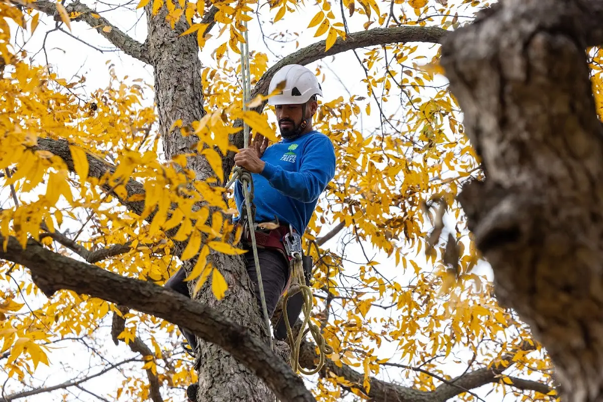Skilled Tree Pruning crew working in Glen Oaks