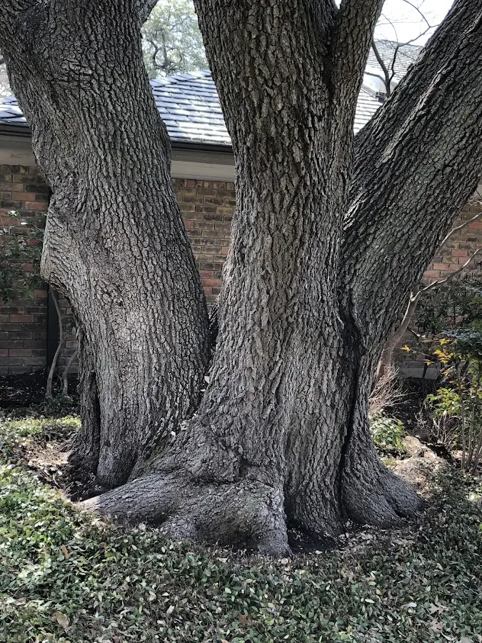 Mature heritage tree close to a Glen Oaks property cared for by certified arborists